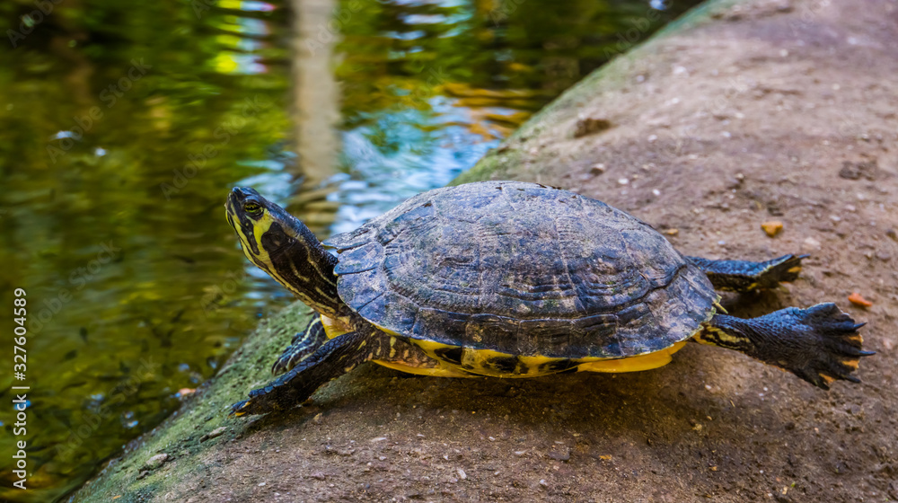 funny cumberland slider turtle swimming on dry land, tropical reptile ...