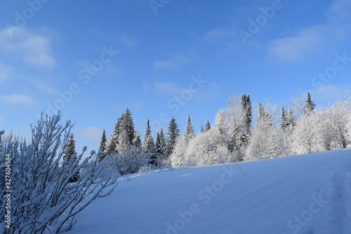 winter landscape with trees and blue sky © tanzelya888