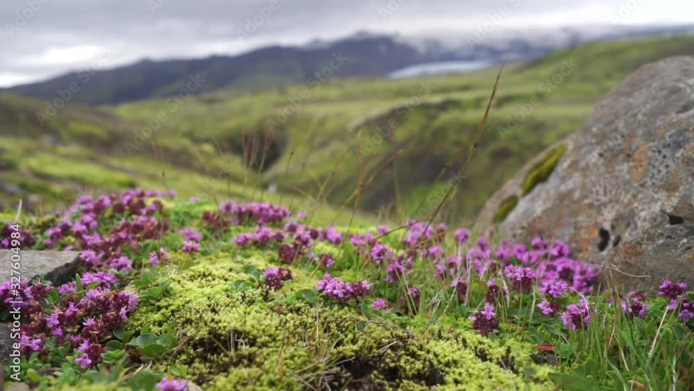 Violet wild Flowers with blurred mountain with Glacier. Iceland, Fimmvorduhals Violet wild Flowers with blurred mountain with Glacier. Iceland, Fimmvorduhals