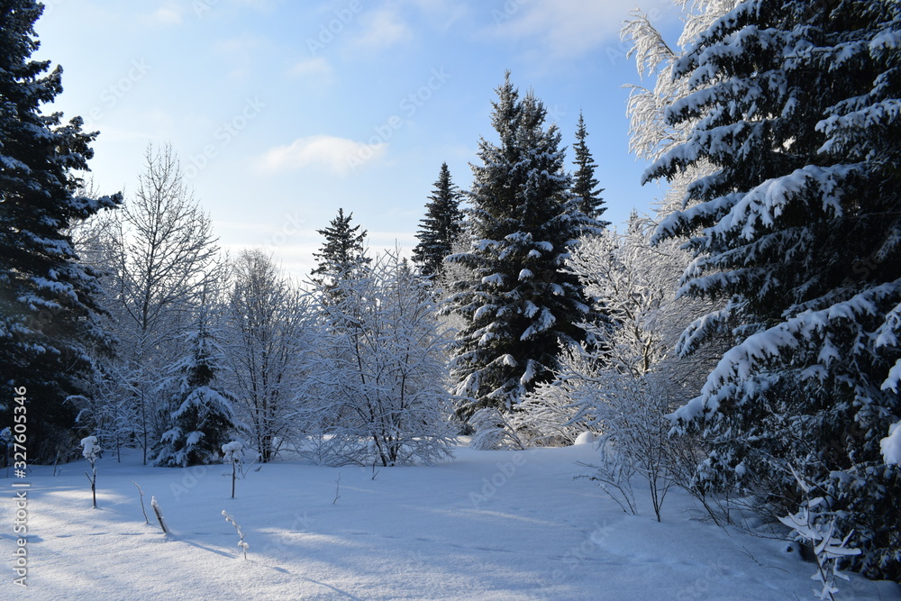 Obraz premium winter landscape with trees