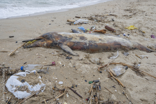 Dead dolphin is washed up on the shore surrounded by plastic bottles, bags and rubbish thrown in the sea, on background a Black Sea. Plastic pollution killing marine animals. Odessa, Ukraine