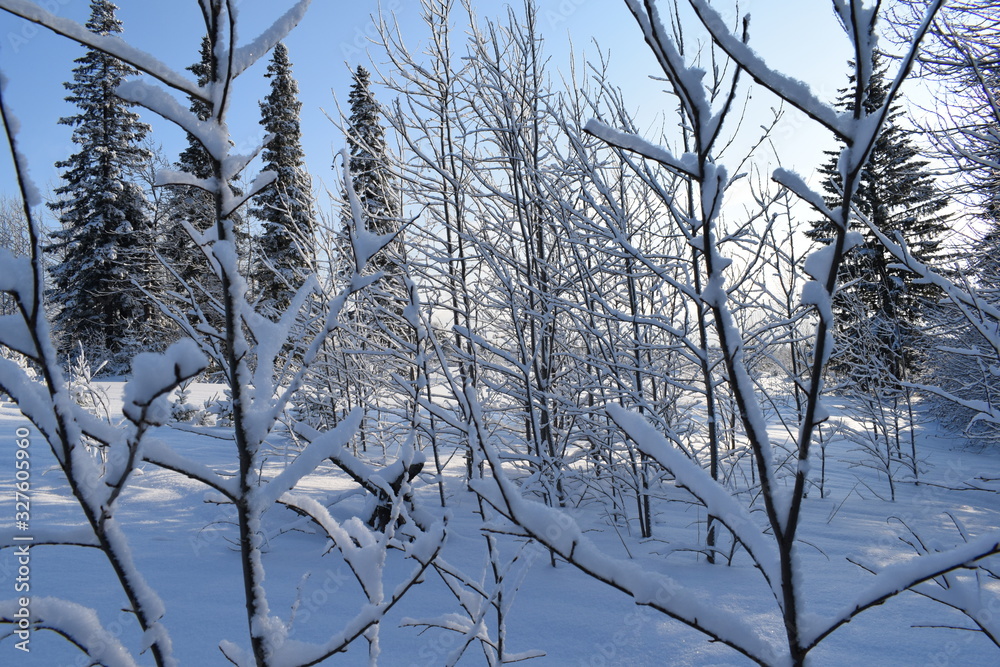 Fototapeta premium trees in winter