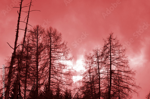 sunset in the forest photo