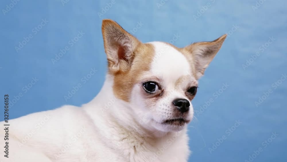 Beautiful dog Chihuahua posing looking at camera on blue background Beautiful dog Chihuahua posing looking at camera on blue background