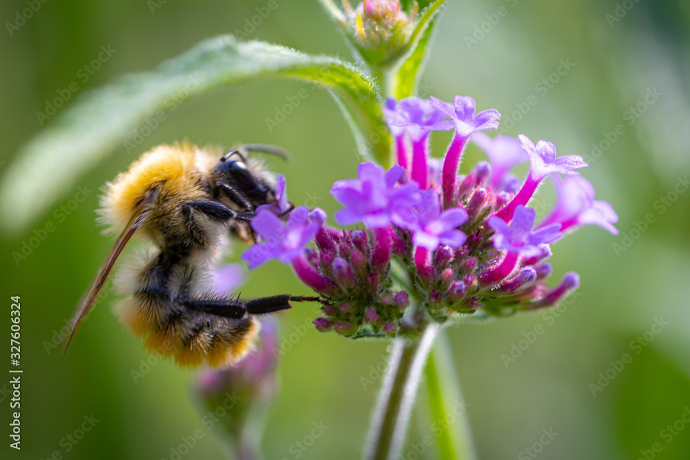 bee sucks pollen from a tropical flower bee sucks pollen from a tropical flower
