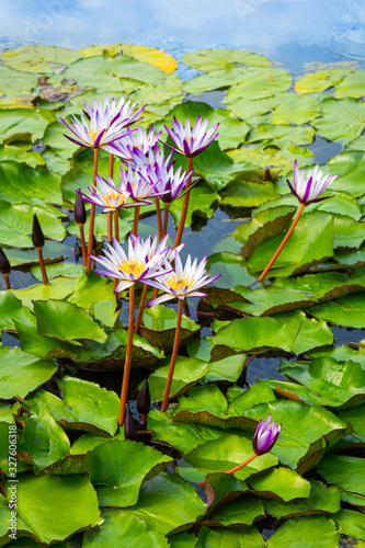 tropical flowers in a pond