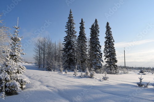snow covered trees © tanzelya888