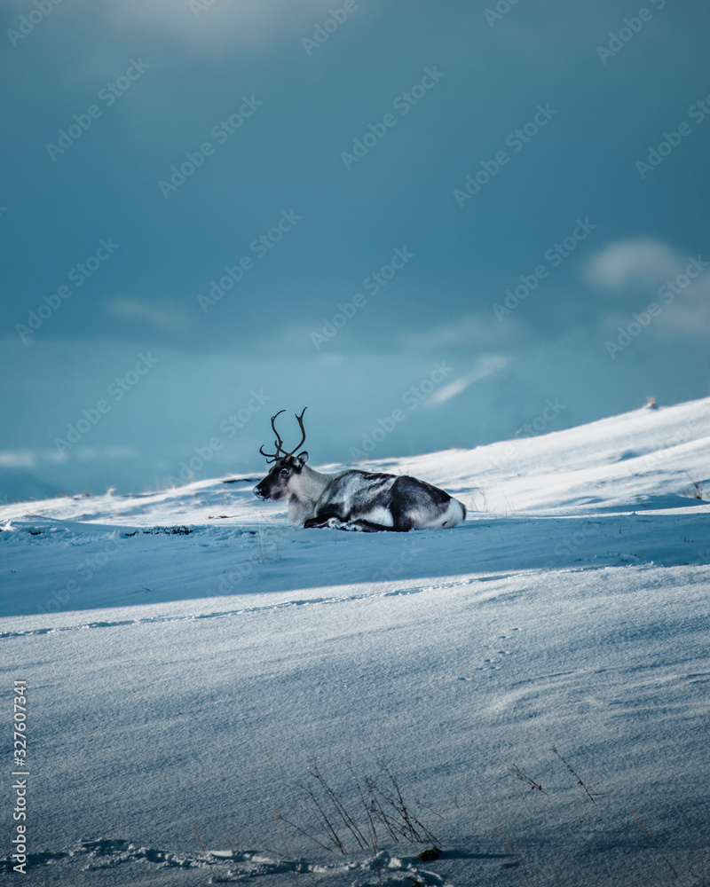 Reindeer in arctic conditions 