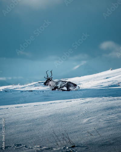 Reindeer in arctic conditions  © Tobias