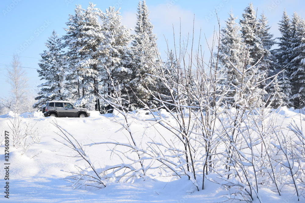 Obraz premium trees in winter