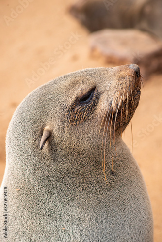 sea seal closeup