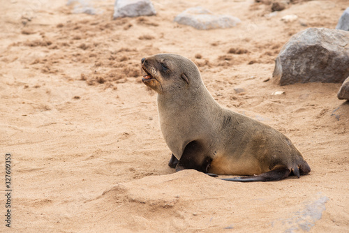 sea seal cub