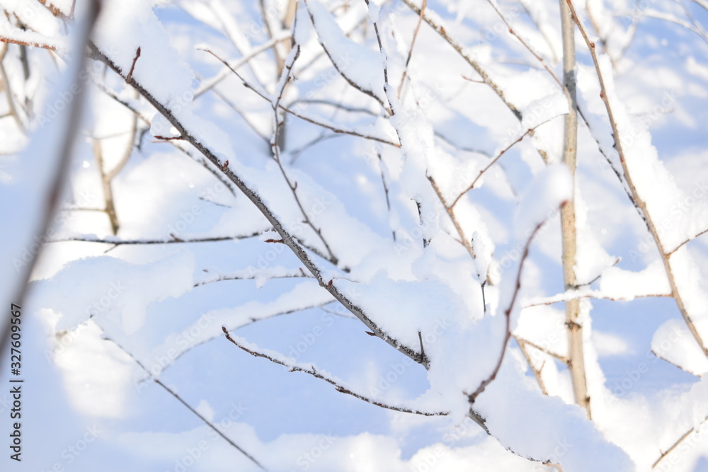 tree in snow tree in snow