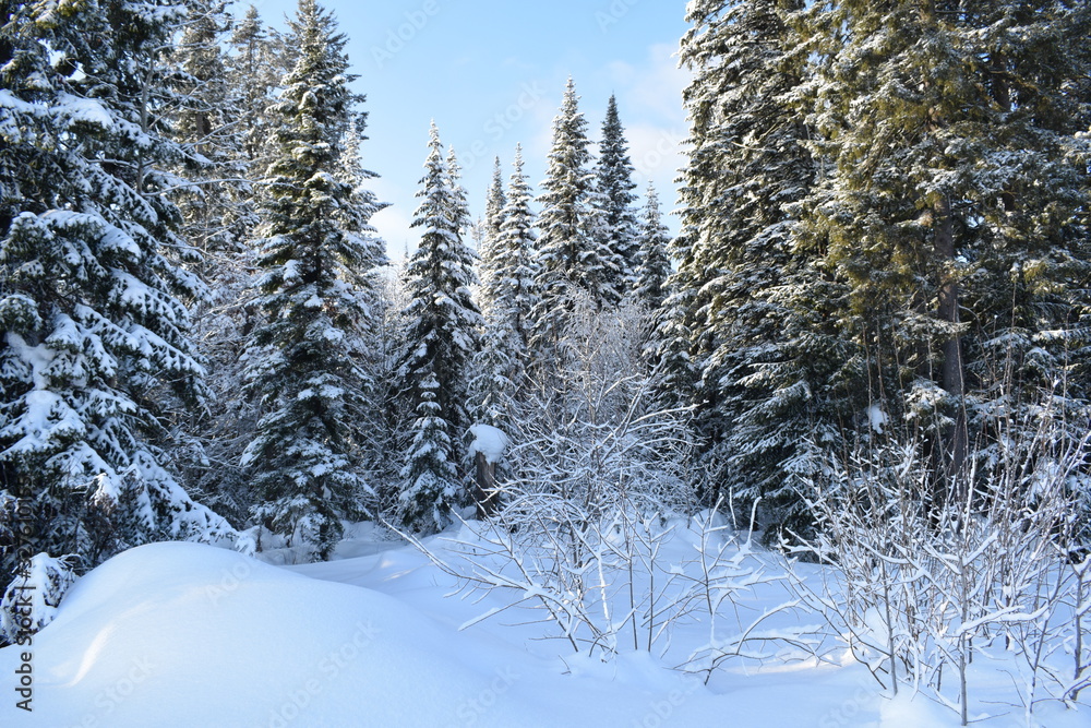 forest in winter forest in winter