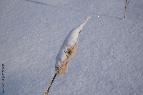 dry grass under snow in a field