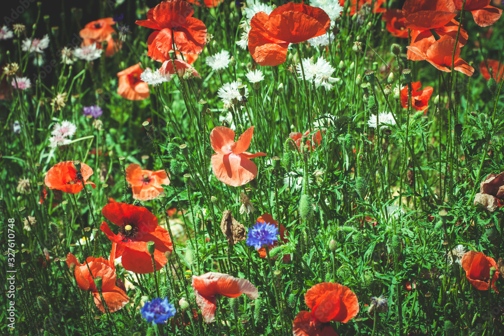 Fototapeta premium summer meadow with red poppies