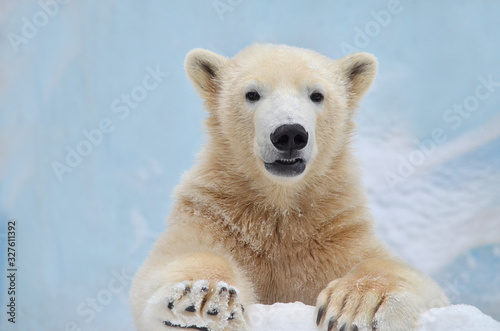 polar bear on a background