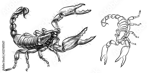 Scorpio. Sketch, drawn, black-and-white image of a Scorpion on a white background.