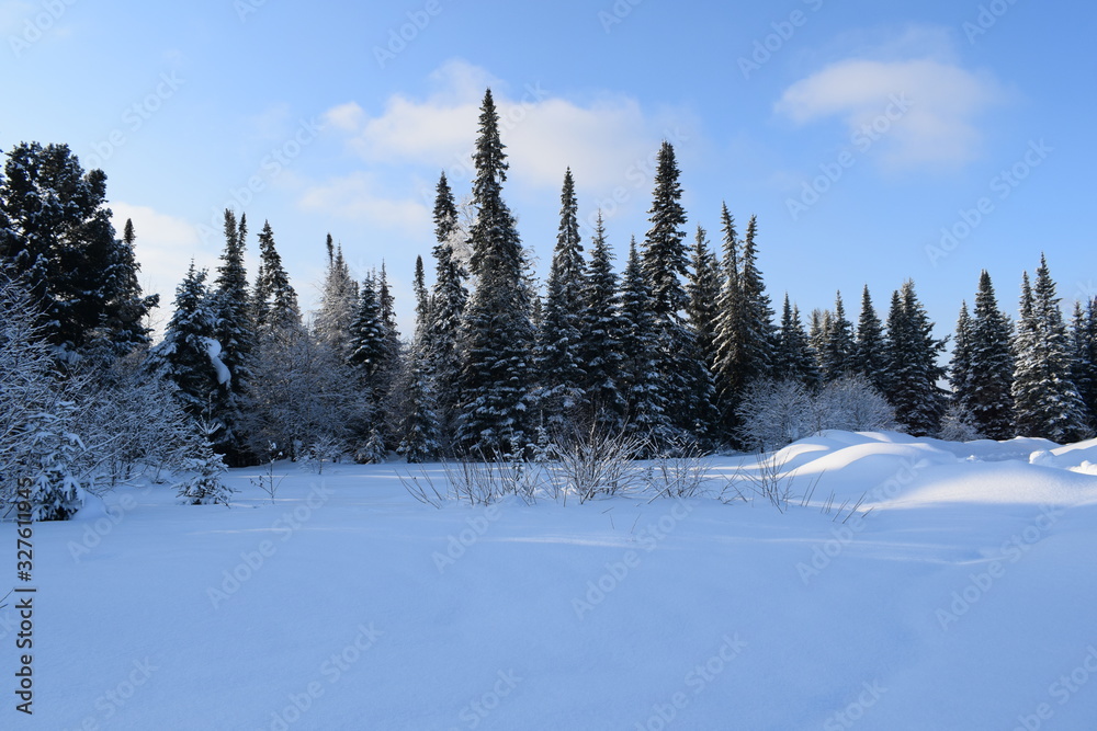 road in the winter forest