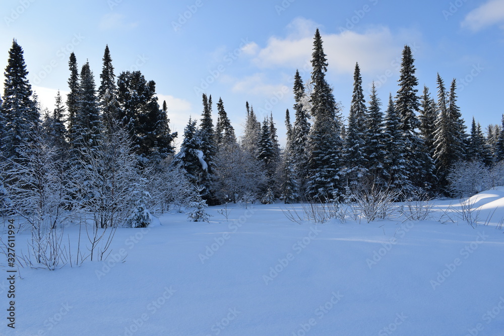 winter landscape with trees and blue sky