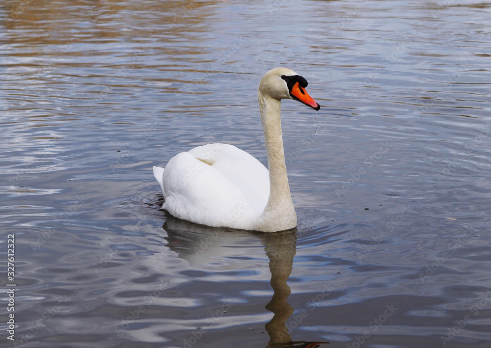 white swan swimming at river looking at camera white swan swimming at river looking at camera