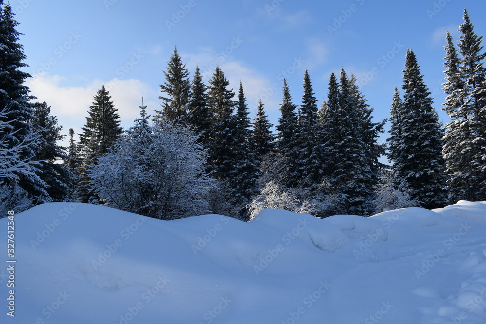 trees in snow trees in snow