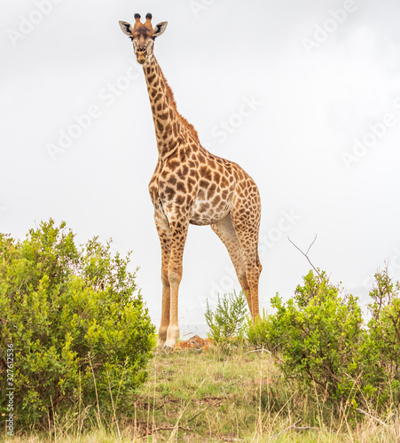 Photography Giraffe Portrait
