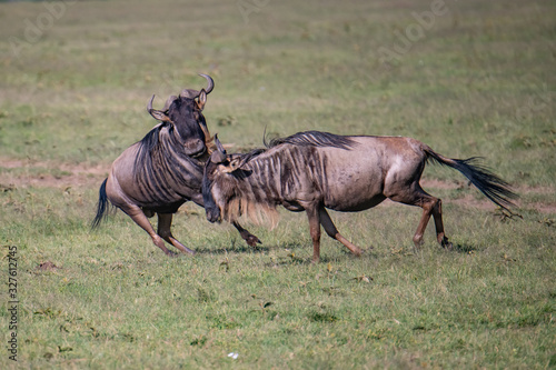 Two Wildebeest fighting each other in the Masai Mara