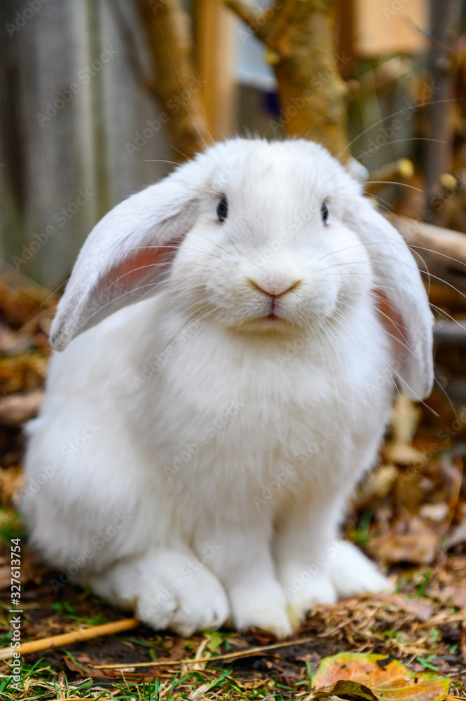 Cute Holland Lop Rabbit is standing on grass. Cute Holland Lop Rabbit is standing on grass.