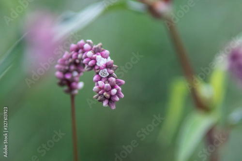 pink flower close up