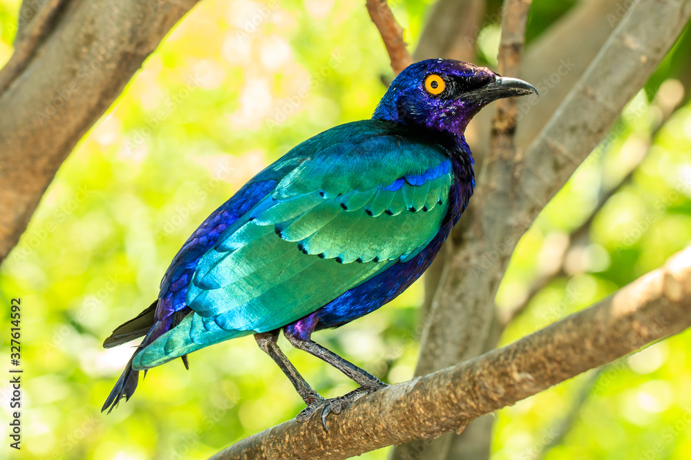 Obraz premium Starling Perched on a Branch