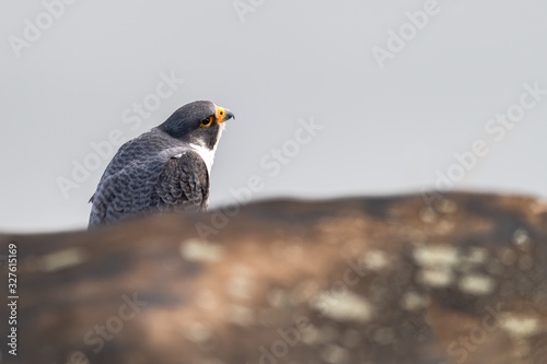 A Peregrine Falcon perched on a cliff.