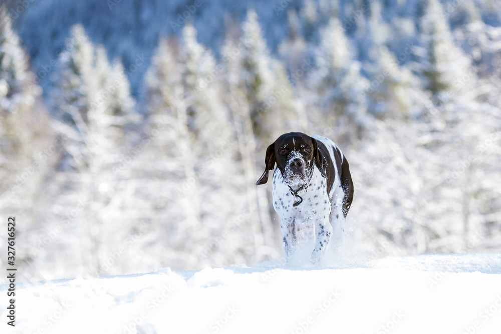 Dog english pointer Dog english pointer