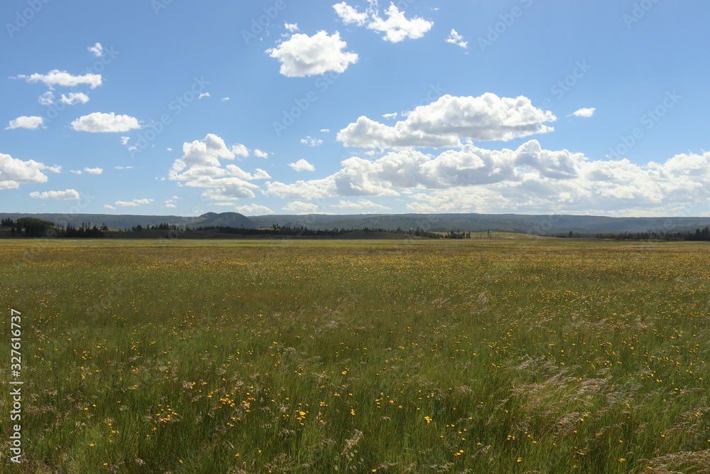 Obraz premium green golden fields