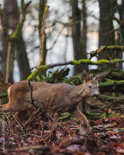 Fototapeta Naklejka Na Ścianę i Meble -  deer in the woods