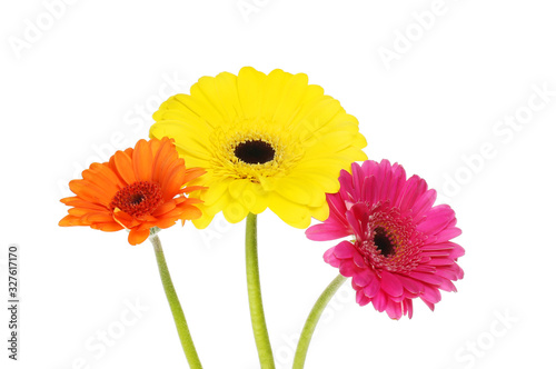 Three gerbera flowers