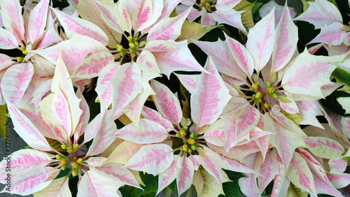 Close up bi-color poinsettia with white petals and pink patches in the middle of the flower petals.