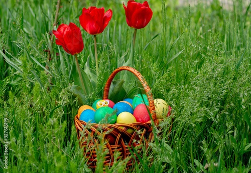 Colored eggs and tulips front view, Copy space, place for text. Multi-colored Easter eggs lie in a wicker rattan basket, which stands in tall green grass under growing tulips.