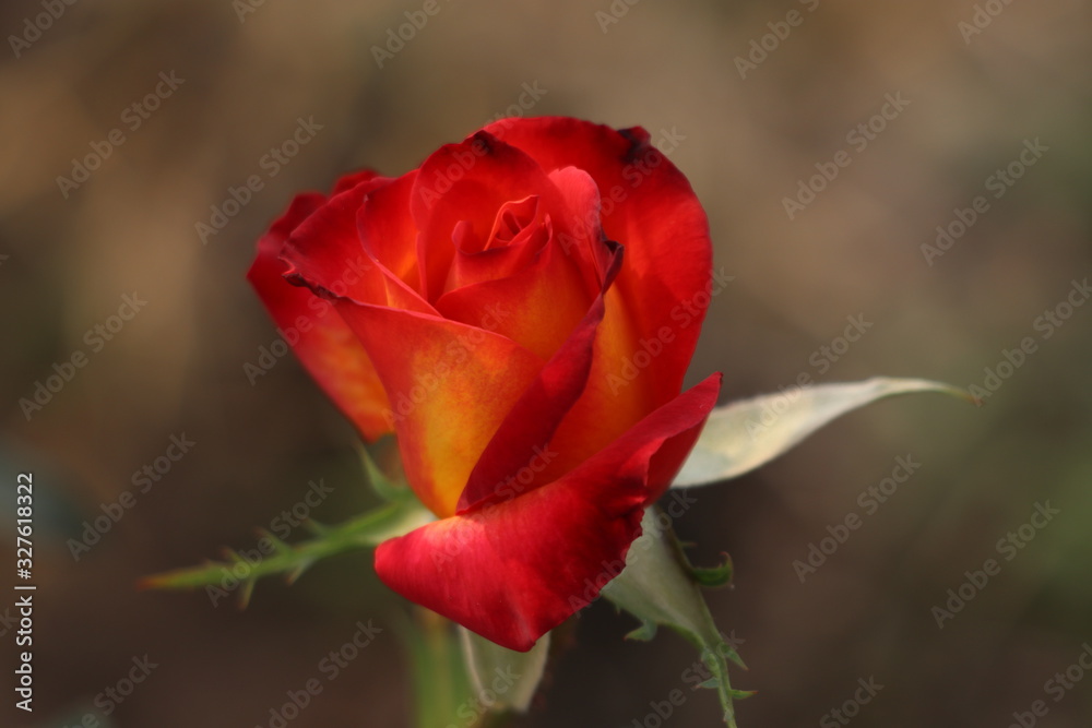 multi colour rose
