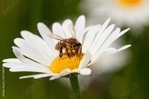 bee or honeybee on white flower of common  daisy
