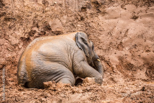 Photography elephant enjoy playing red mud