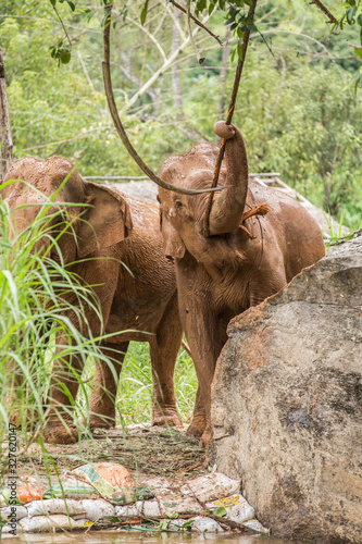 Canvas Print elephants is pulling vine in a jungle