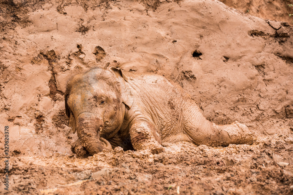 Obraz premium baby elephant is playing in a red mud ground