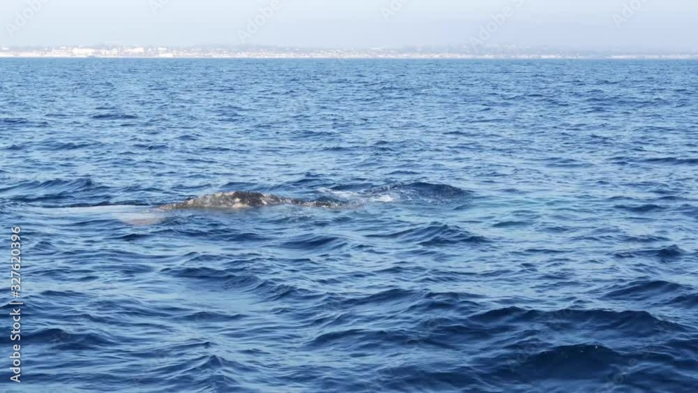 Seascape View from the boat of Grey Whale in Ocean during Whalewatching trip, California, USA. Eschrichtius robustus migrating south to winter birthing lagoon along Pacific coast. Marine wildlife Seascape View from the boat of Grey Whale in Ocean during Whalewatching trip, California, USA. Eschrichtius robustus migrating south to winter birthing lagoon along Pacific coast. Marine wildlife