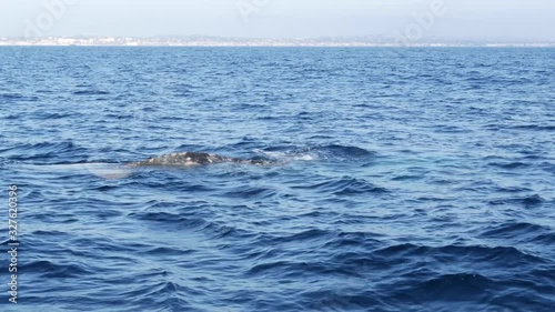 Wallpaper Mural Seascape View from the boat of Grey Whale in Ocean during Whalewatching trip, California, USA. Eschrichtius robustus migrating south to winter birthing lagoon along Pacific coast. Marine wildlife Torontodigital.ca