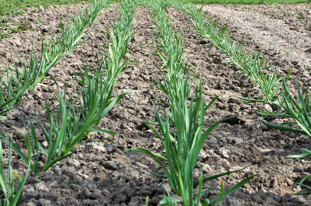 Garlic grows in the open ground Garlic grows in the open ground