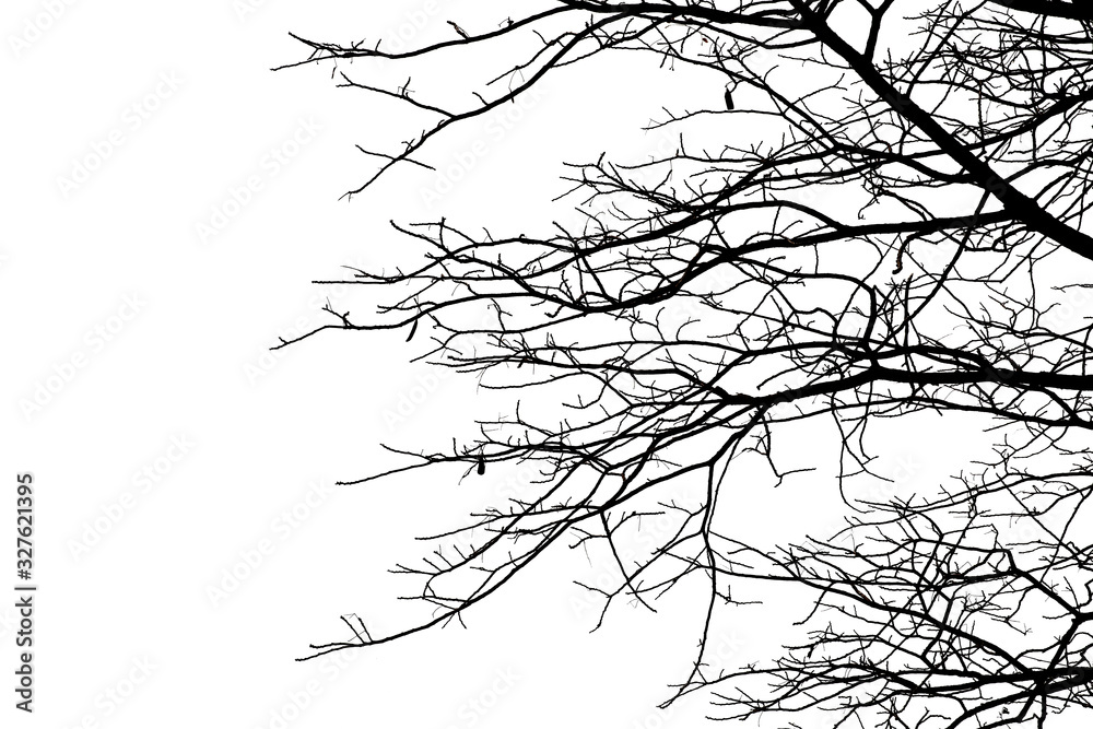 Dead branches , Silhouette dead tree or dry tree on white background. Save with clipping path. Dead branches , Silhouette dead tree or dry tree on white background. Save with clipping path.