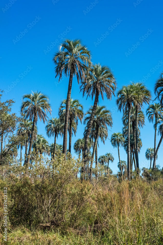 Palms on El Palmar National Park, Argentina Palms on El Palmar National Park, Argentina