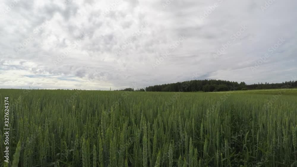 Summer wheat timelapse vertical camera lift view Summer wheat timelapse vertical camera lift view