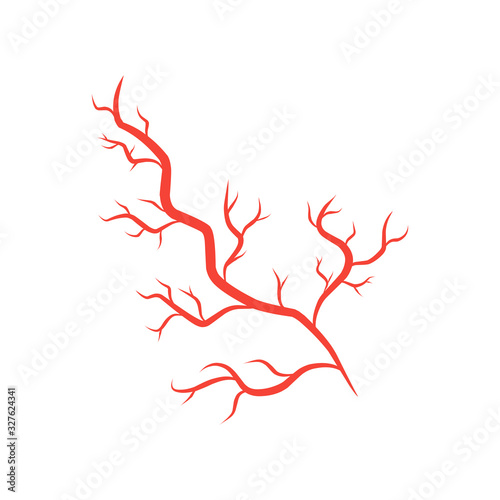 humans arteries and veins